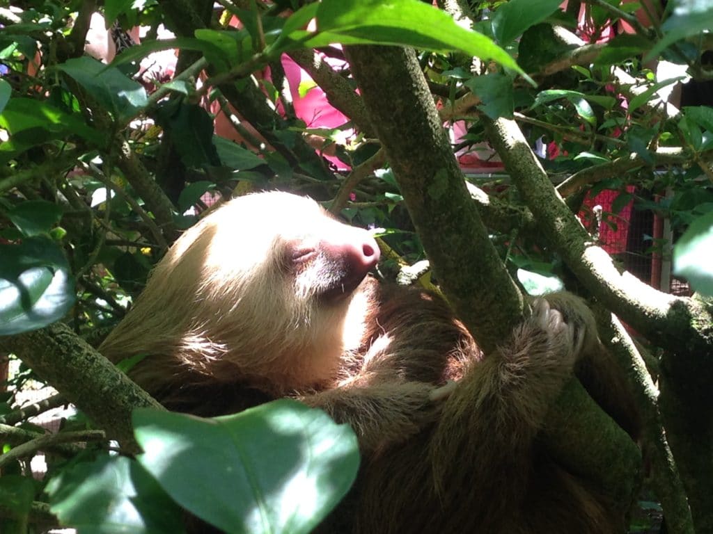 Sloth at Jaguar Rescue Center in Puerto Viejo Costa Rica