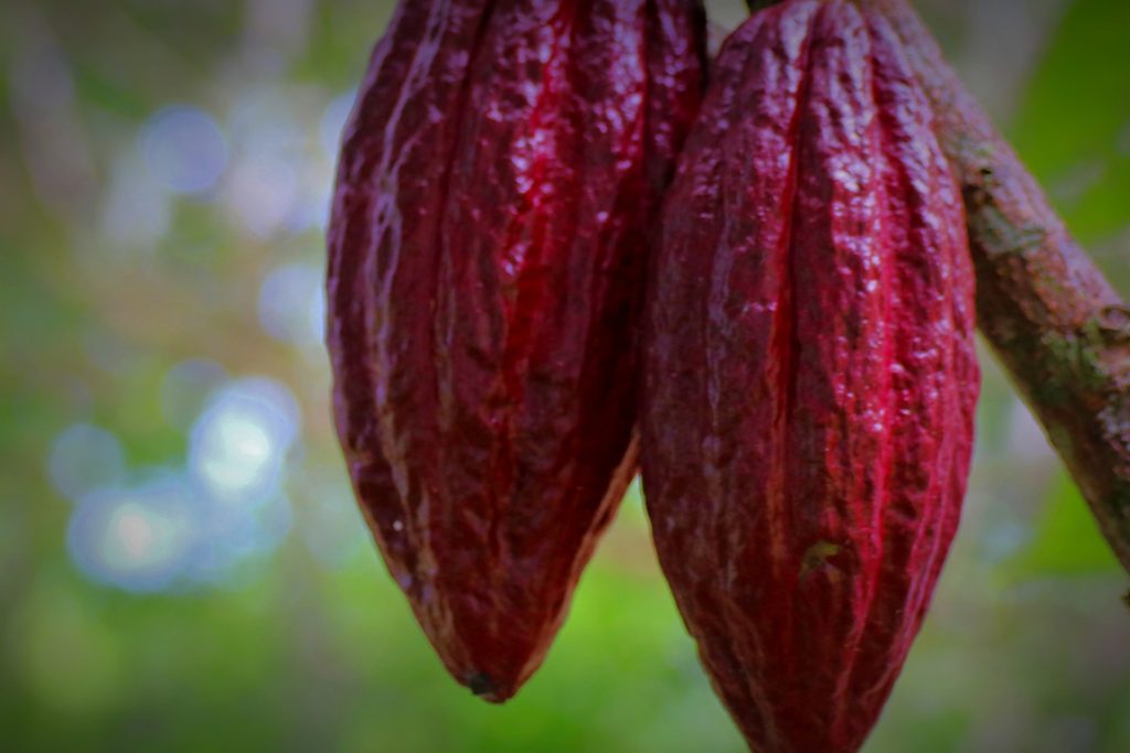 Cacao bean