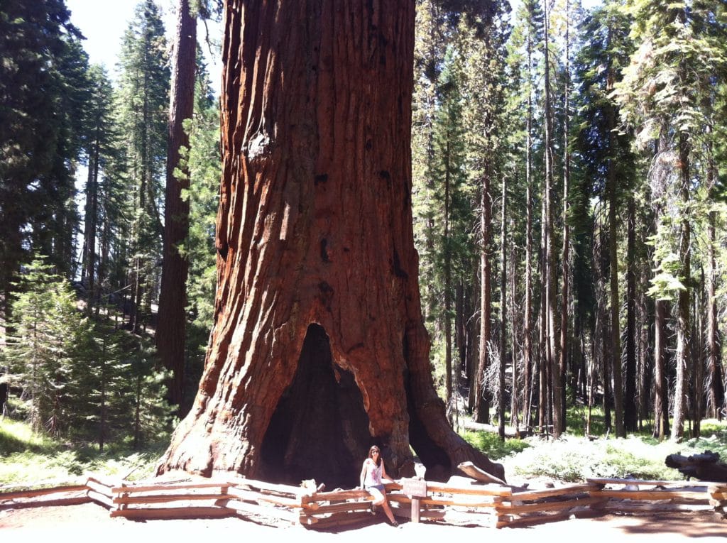 Mariposa Grove of Giant Sequoias