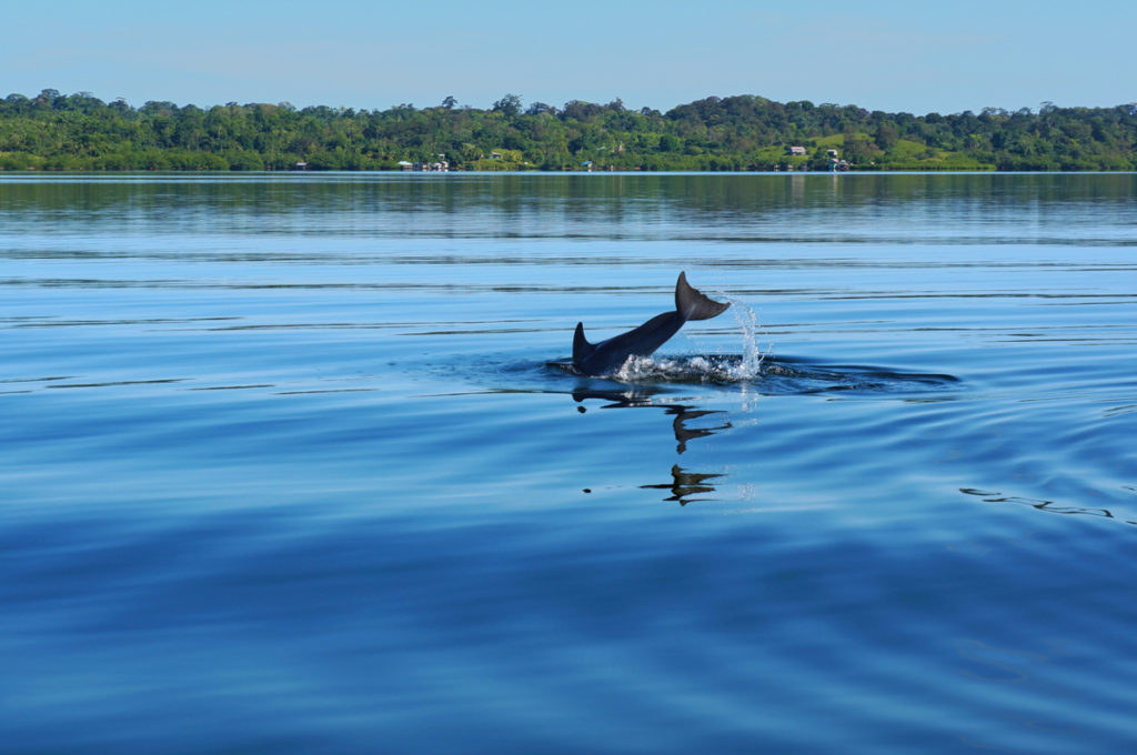 Dolphin Bay Bocas del Toro