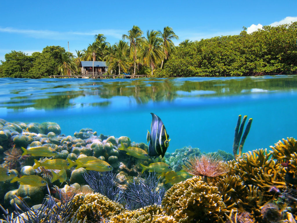 Snorkeling in Bocas Del Toro