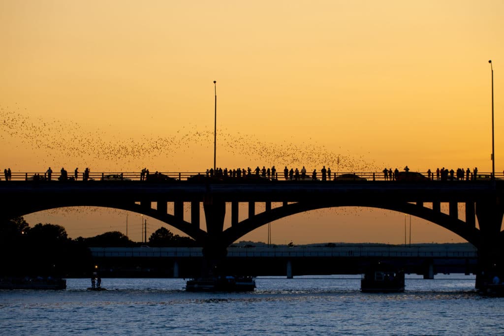 People watching bats leaving the Congress Ave bridge at sunset in Austin, Texas.