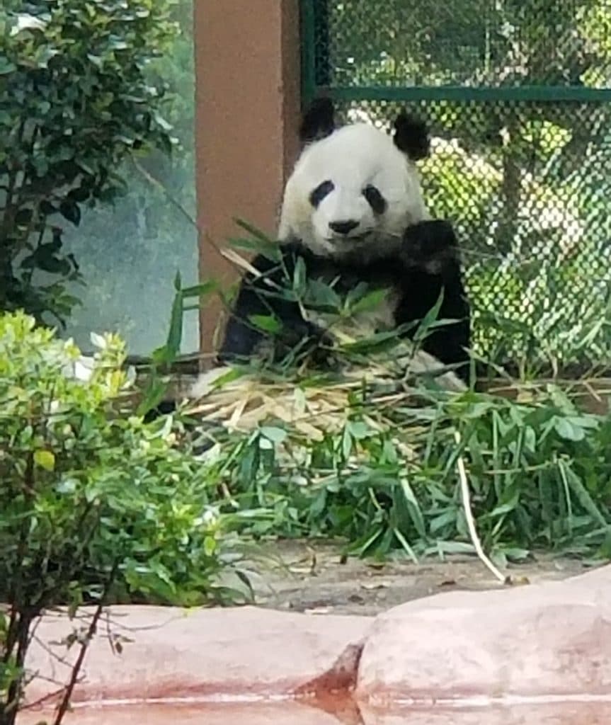 Panda at Ciudad Mexico zoo