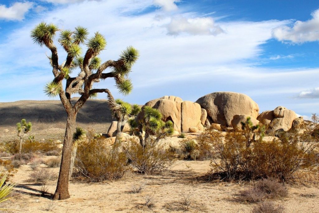 Joshua Trees in Joshua Tree