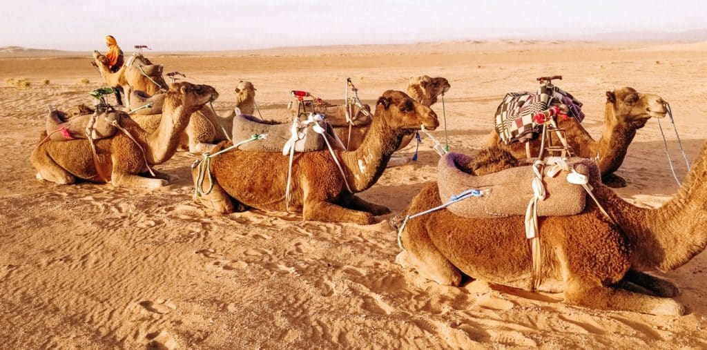 Morocco Camel Trekking