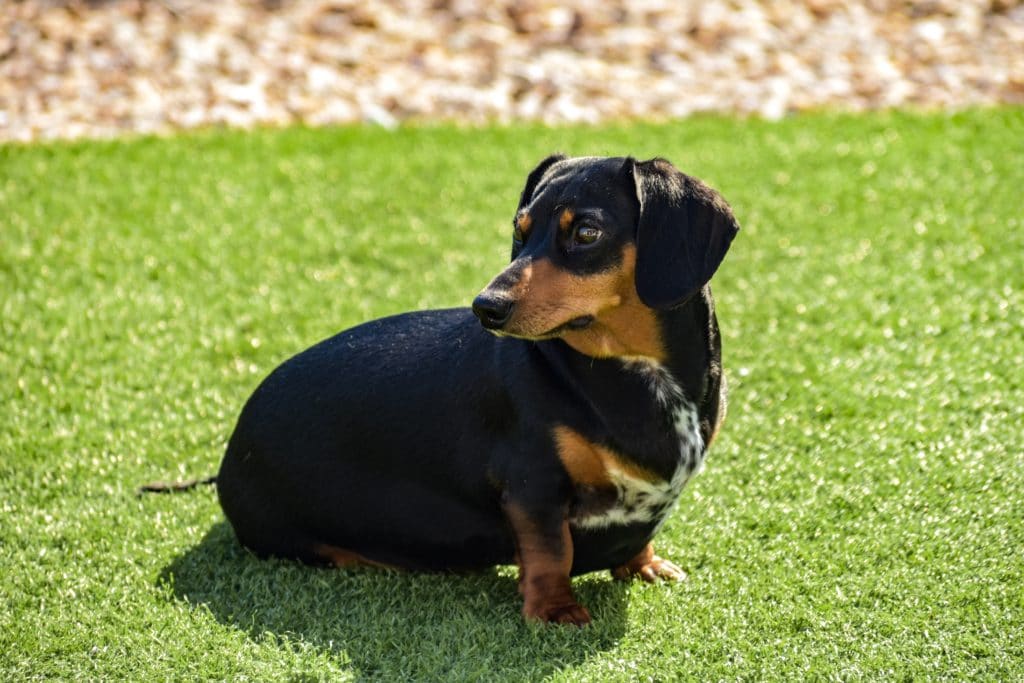 Black and brown Dachshund sitting in the grass