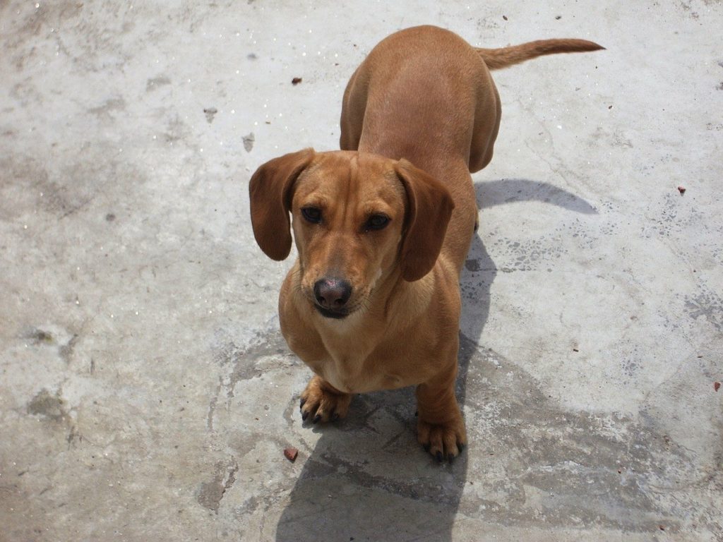 brown Dachshund lstanding on concrete floor ooking at the camera