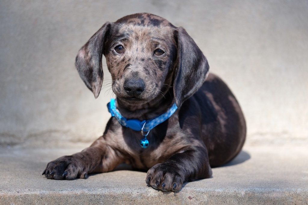 Grayish brown Dachshund puppy with blue collar