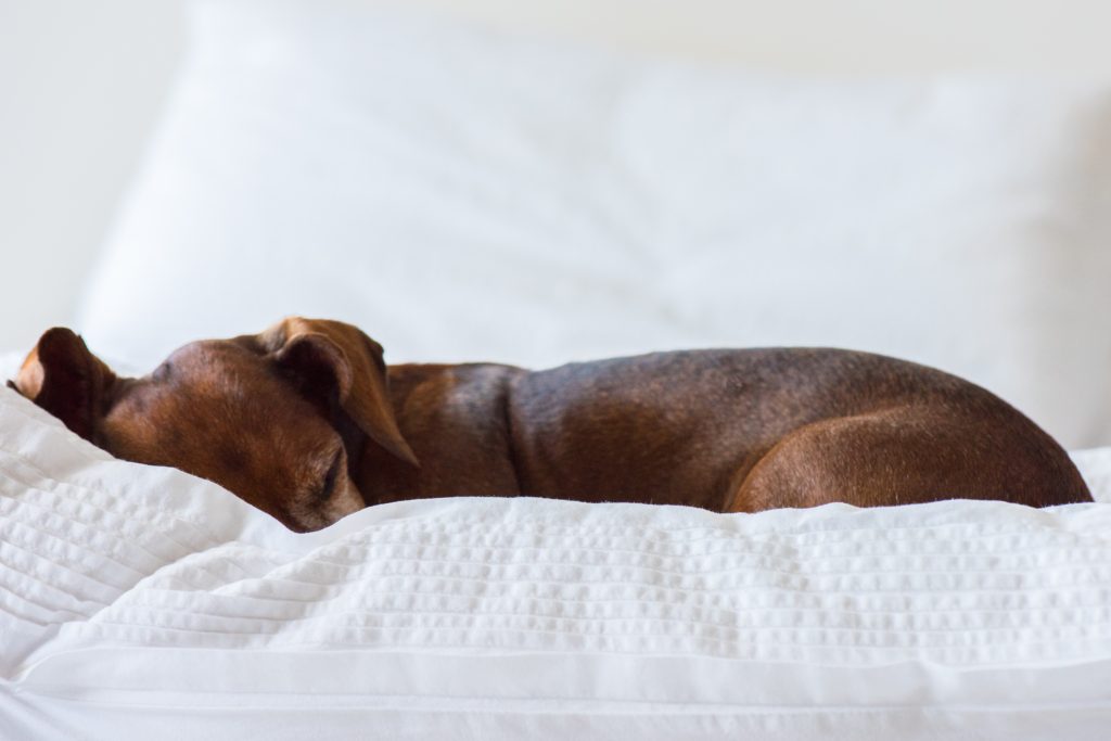 Dachshund sleeping with blankets