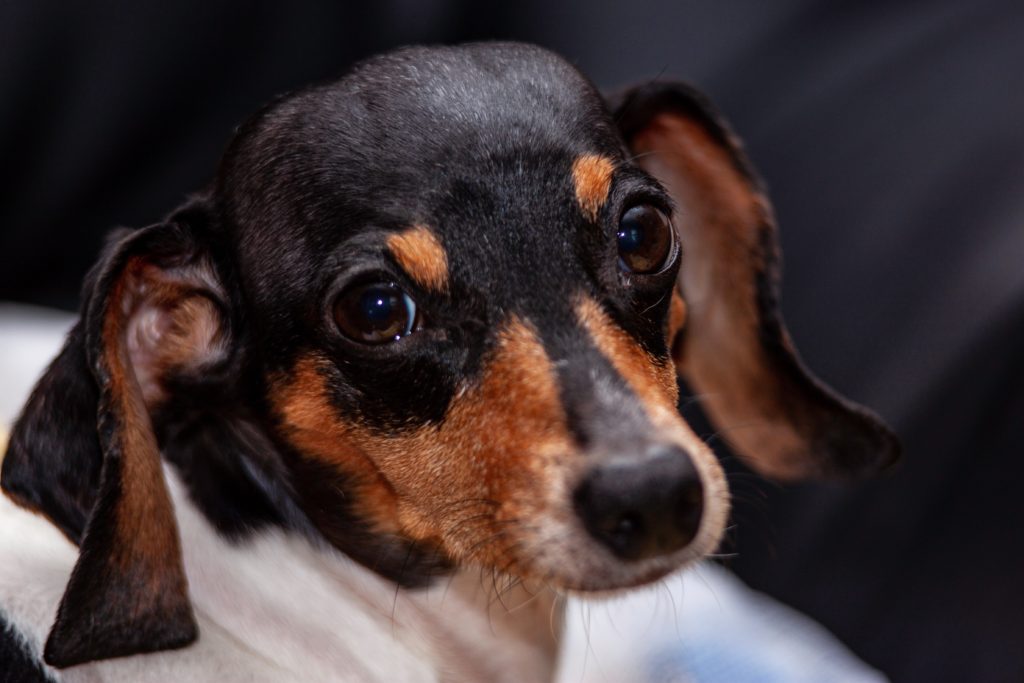 anxiety about leaving dog while on vacation