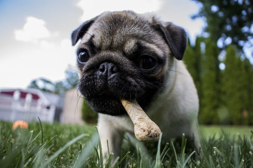 Puppy with dog treat playing in the grass