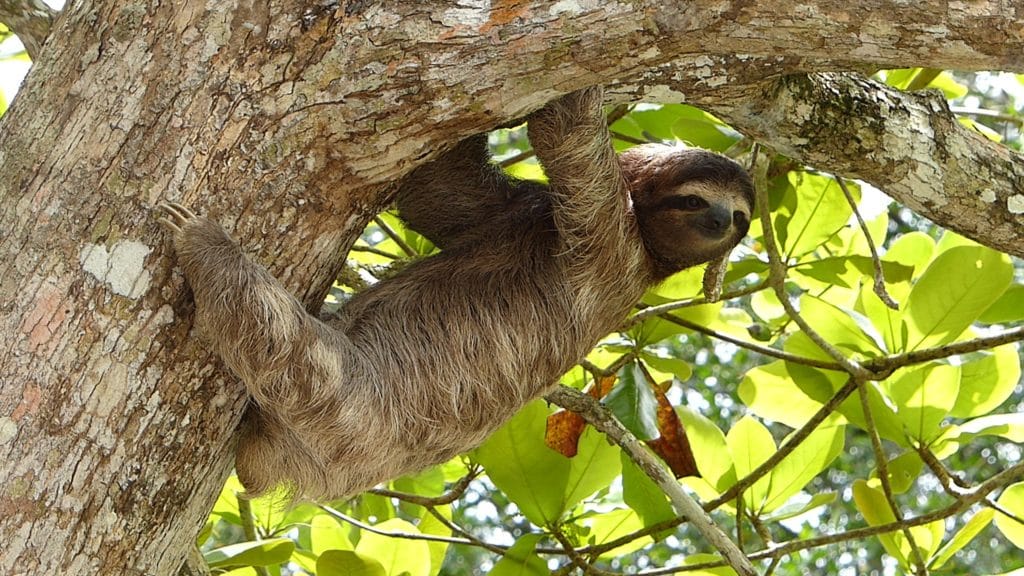 sloth in a tree