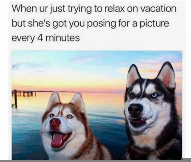 husky laughing meme