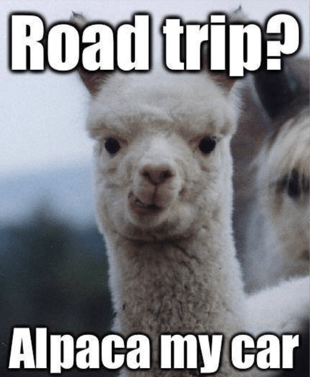 15. The Alpaca Road Trip Memes.