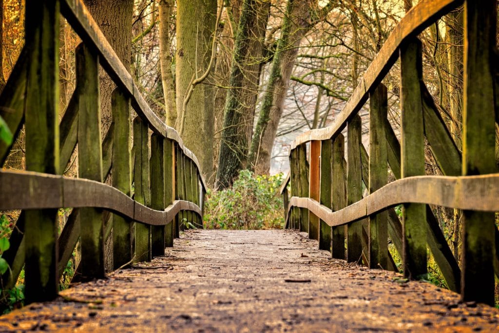 Trail in a forest