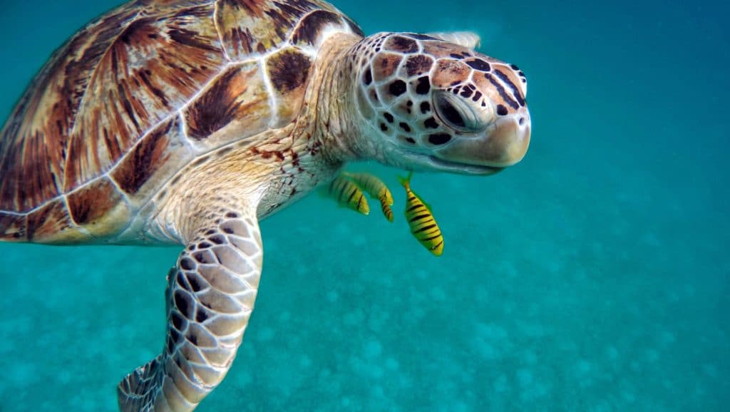 Sea turtle under water