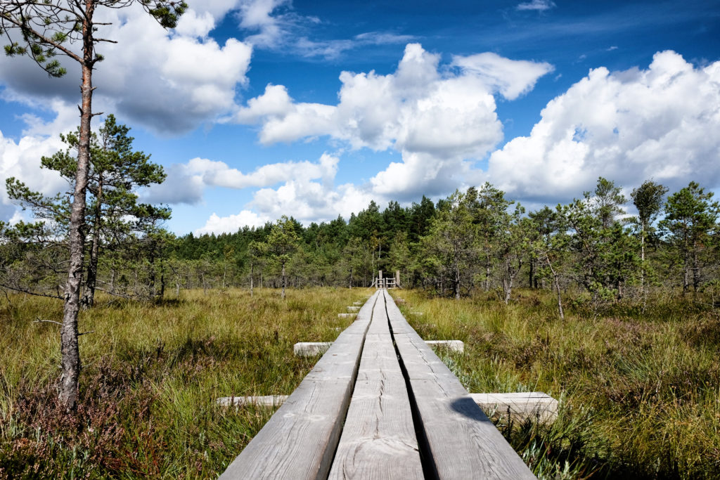 Panoramic view of a walking trail through the bog in Kemeri National Park, Latvia.