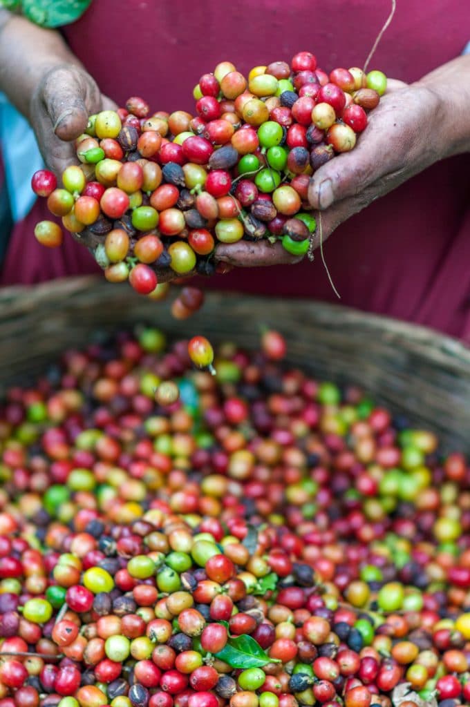 Multi-colored coffee beans in a brown wooden barrel