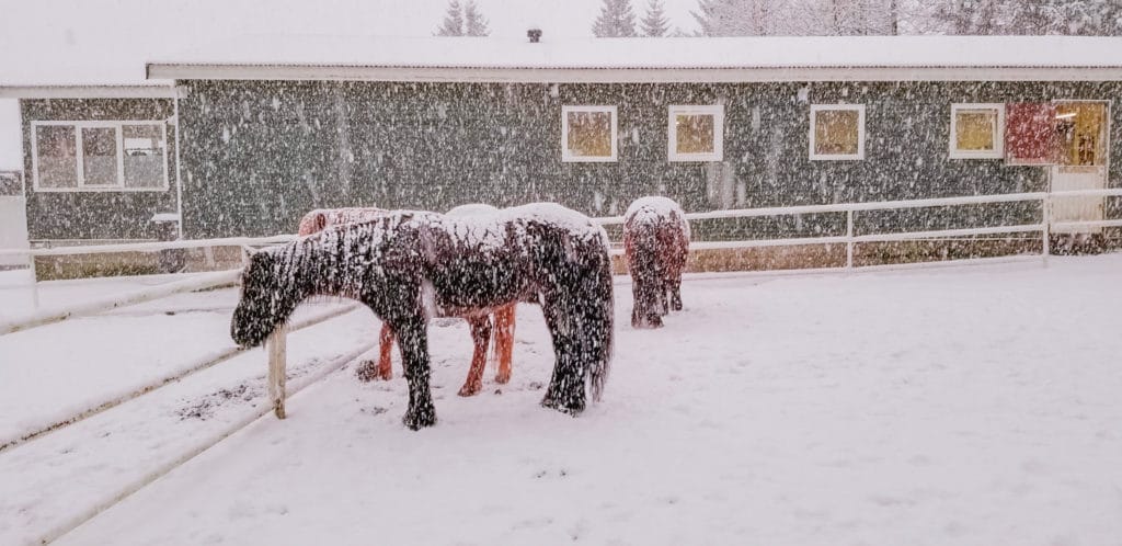 Icelandic Horses