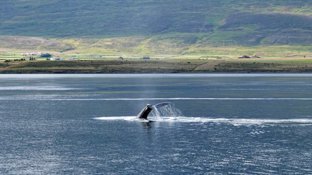 Whale watching in Iceland