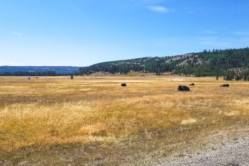 Bison in Yellowstone