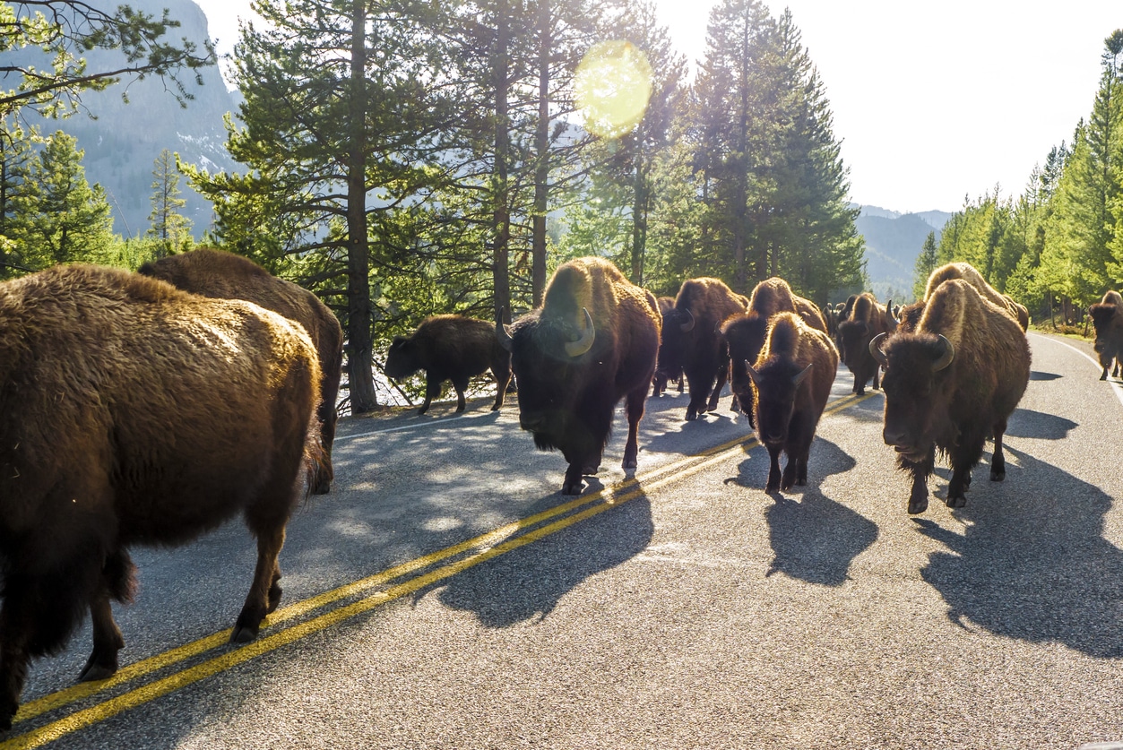 Billings to Yellowstone road trip
