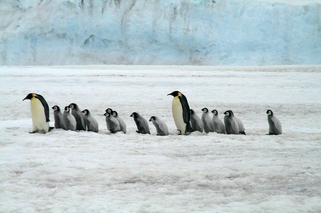 Penguins in Antarctica