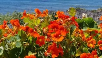 flowers in Santa Barbara