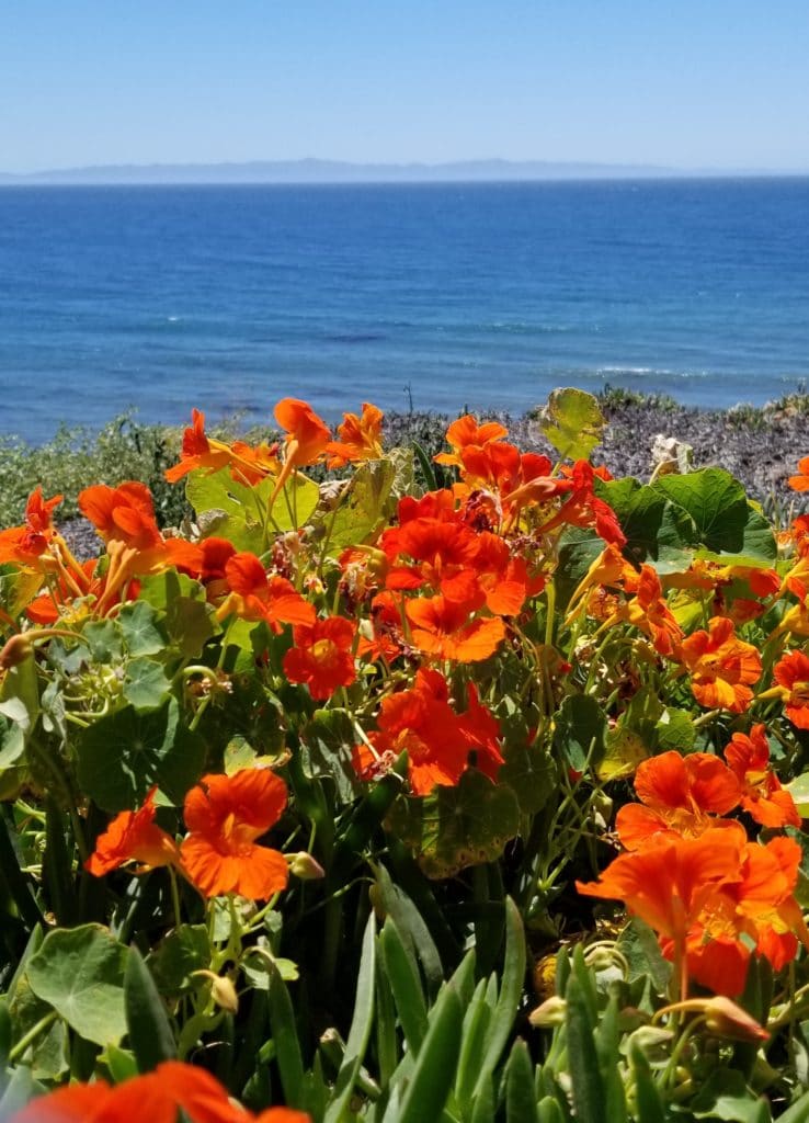 flowers in Santa Barbara