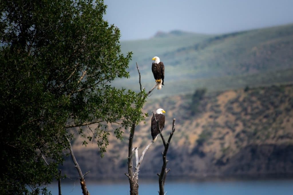 Bald Eagles - Squamish Attractions