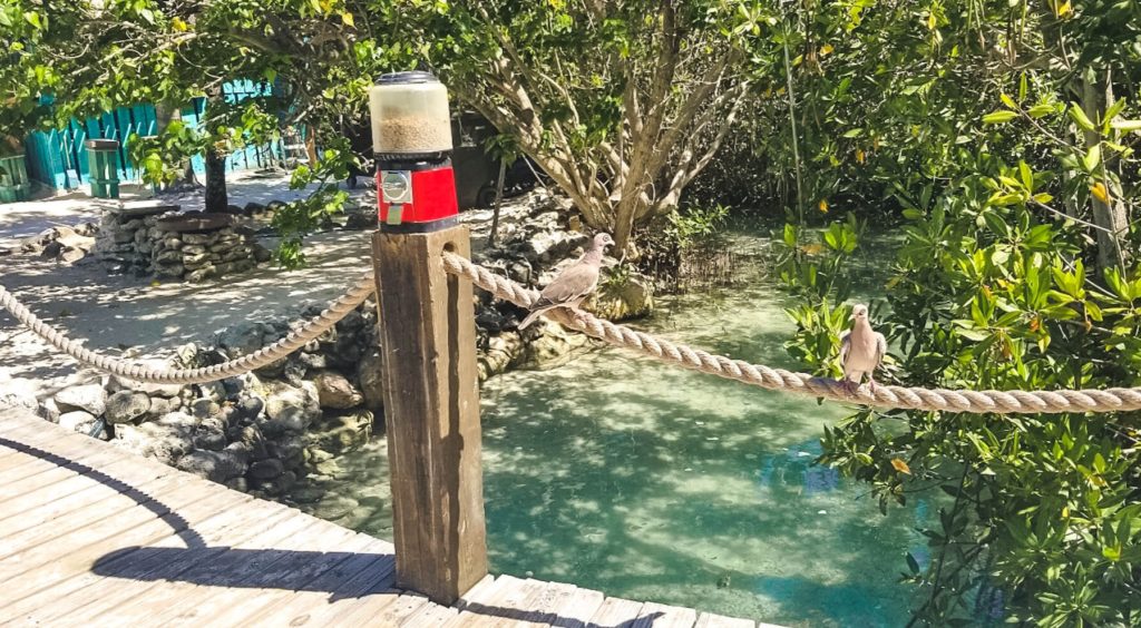 Bird Seed at Flamingo Beach Aruba