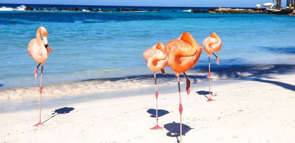 Flamingo Beach Aruba