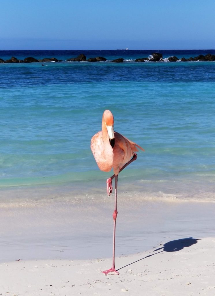 Flamingo at Flamingo Beach Aruba