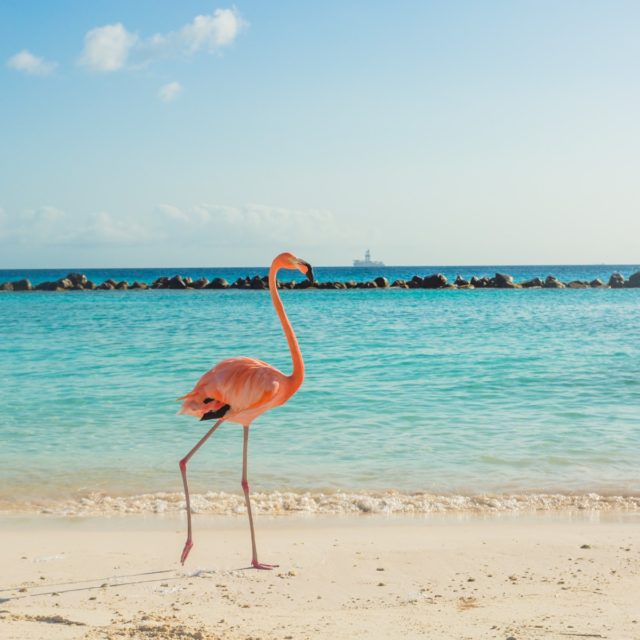 Flamingos on the Aruba beach. Flamingo beach