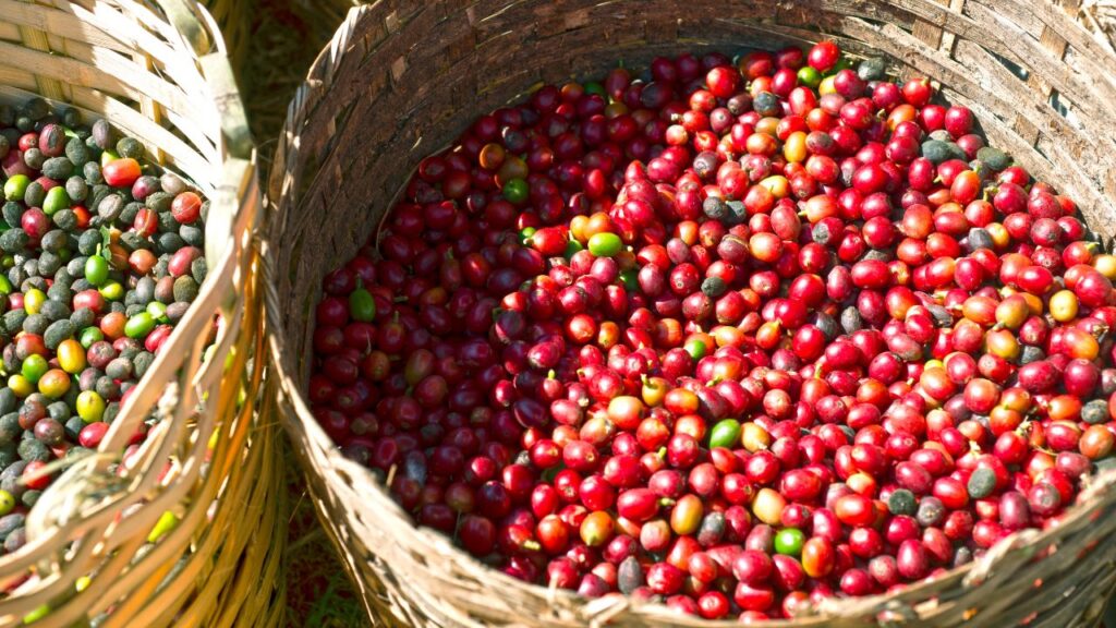 Huatulco Coffee Plantation