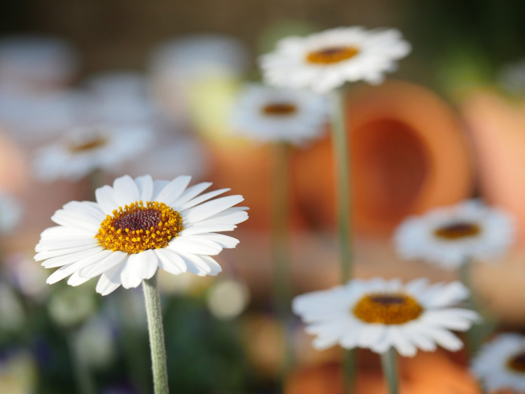 Dan Walt Gardens in Billings