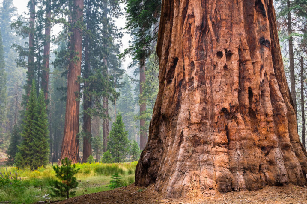 Sequoia National Park