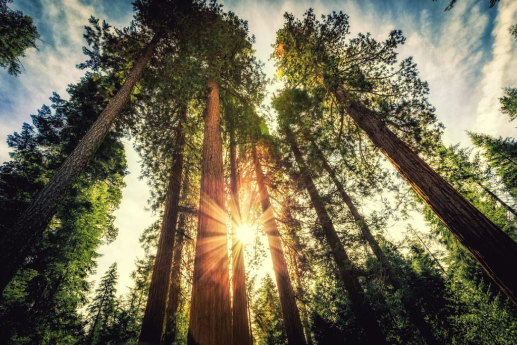 Mariposa Grove in Yosemite National Park