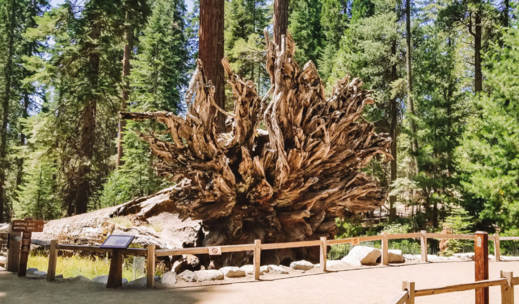 Mariposa Grove of Giant Sequoias - Free things to do in Yosemite
