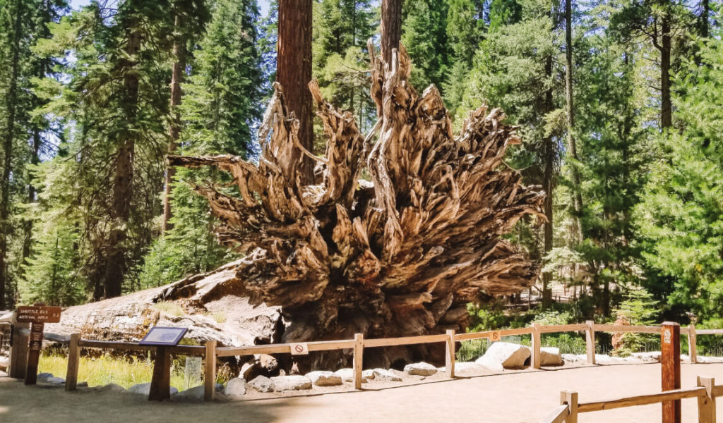 Mariposa Grove of Giant Sequoias