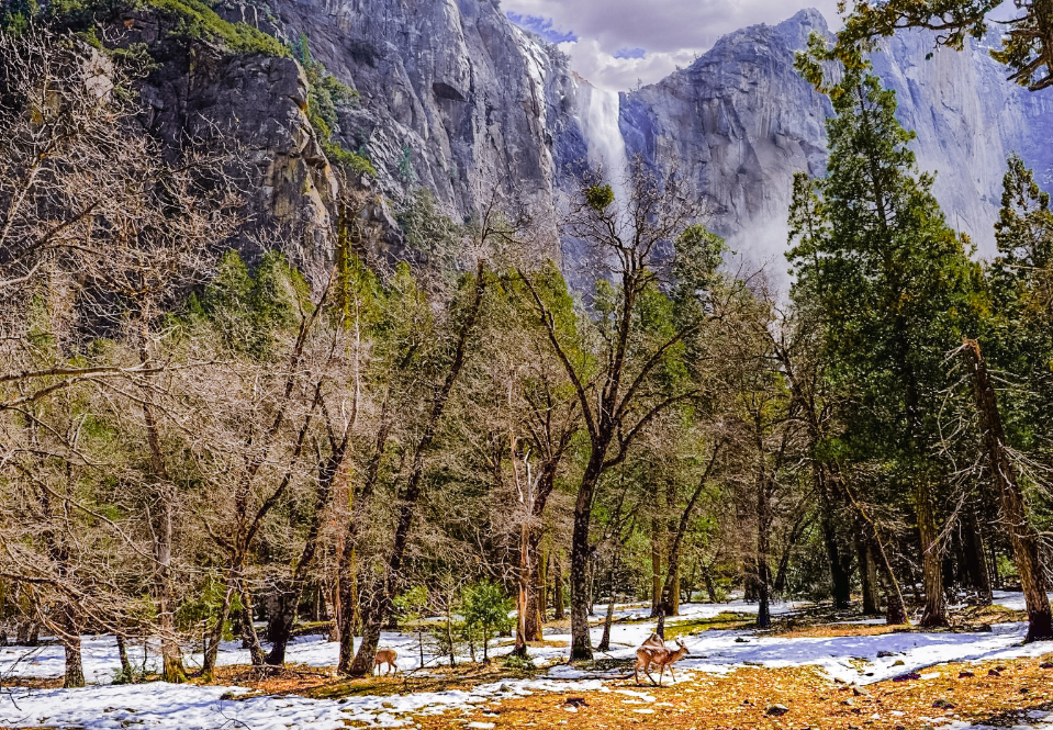 Wildlife in Yosemite Winter