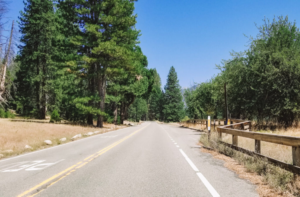 Yosemite Wildlife 