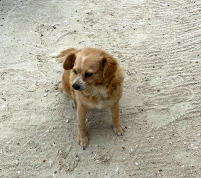 Caye Caulker dog