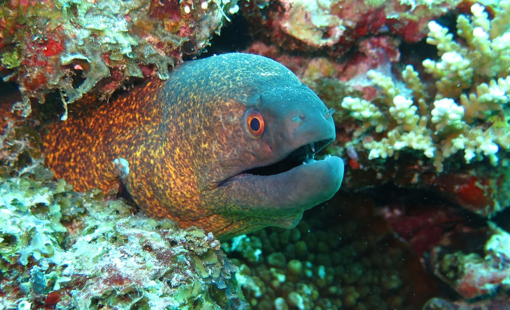 Hol Chan Marine Reserve - caye caulker belize snorkeling