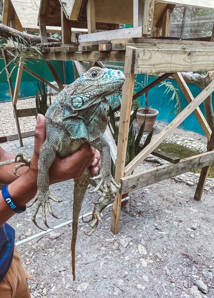 San Ignacio Iguana Project