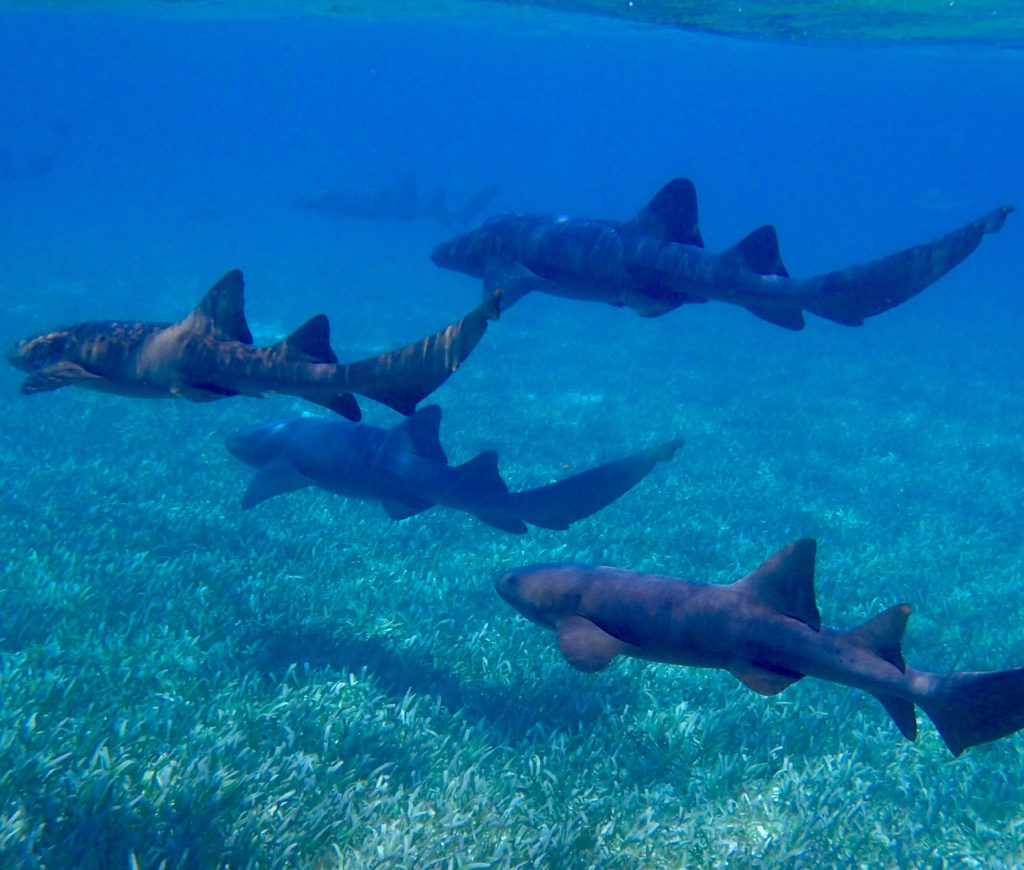 Shark Ray Alley Caye Caulker Belize - Caye Caulker tours