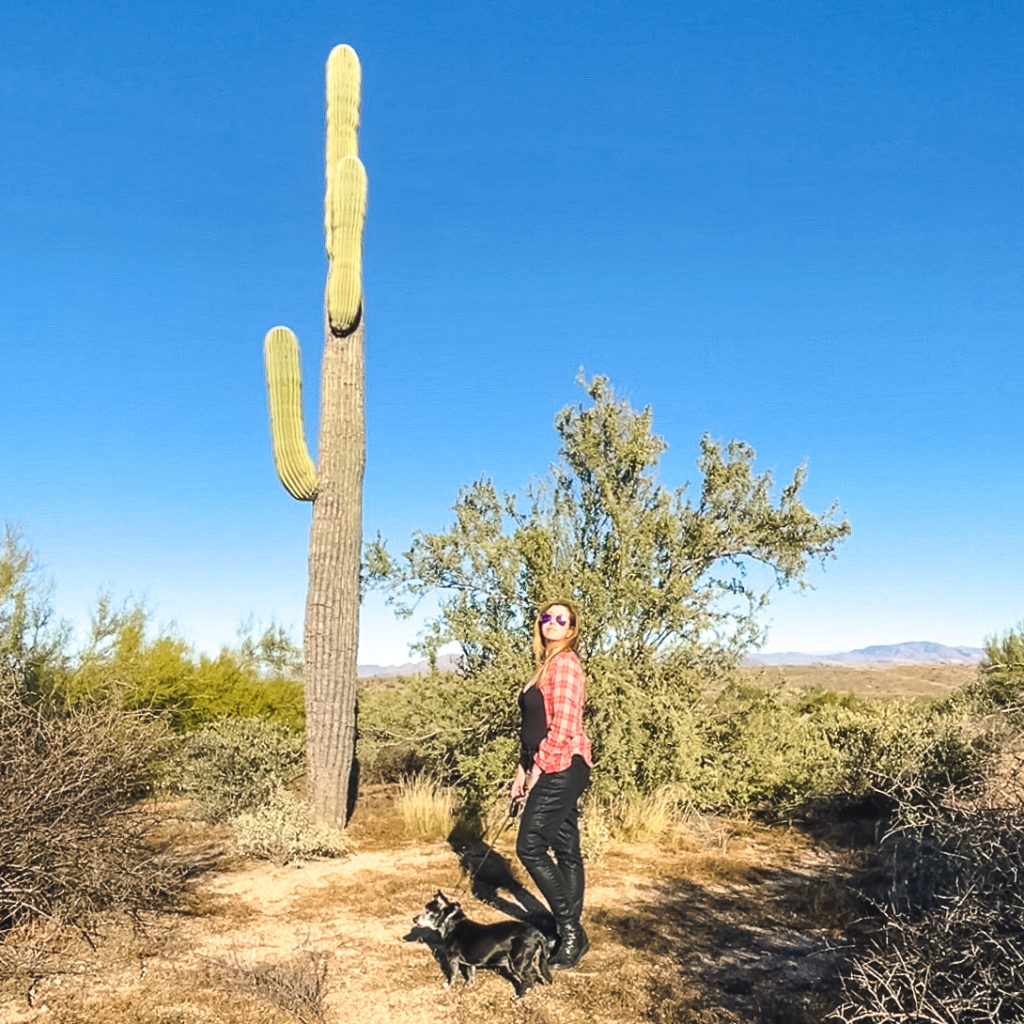 Scottsdale Desert 