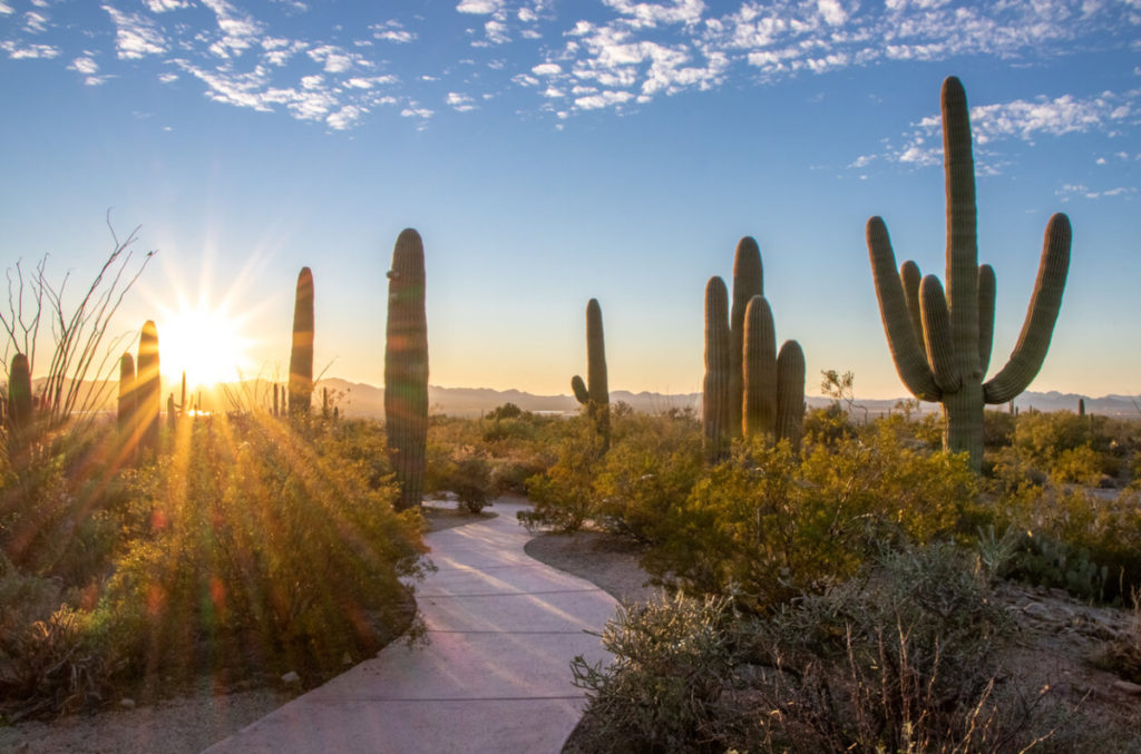 Saguaro National Park