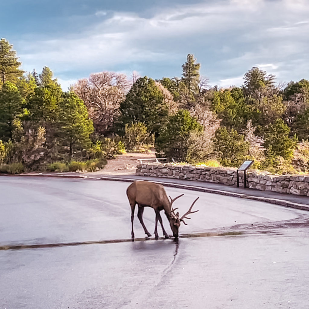 Wildlife at Grand Canyon National Park