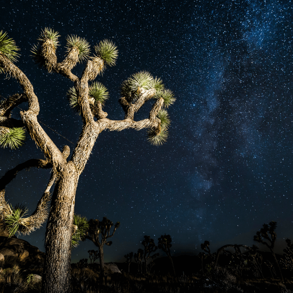 Stargazing in Joshua Tree 